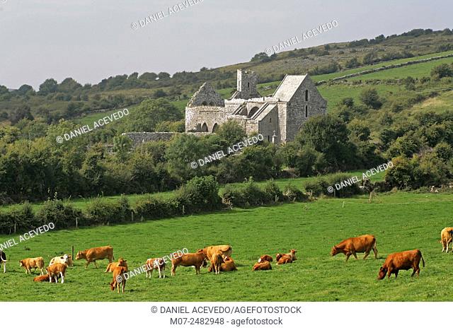 Corcomroe Abbey, The Burren, County Clare, Ireland, Europe