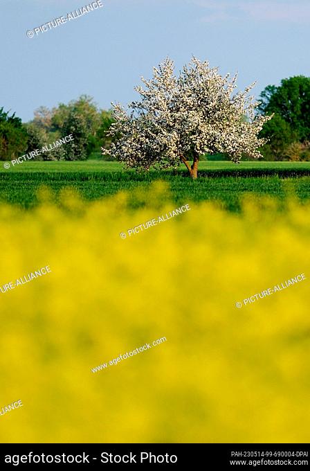 14 May 2023, Saxony, Hohenprießnitz: A blossoming apple tree stands behind a rapeseed field in northern Saxony. Over the next few days