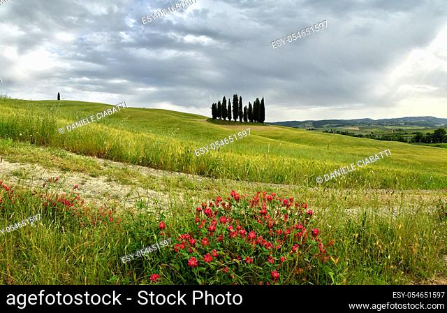 Val d'Orcia, Italy- June, 2019: Cypress trees near San Quirico d'Orcia with beautiful flowers in foreground and cloudy sky, Italy