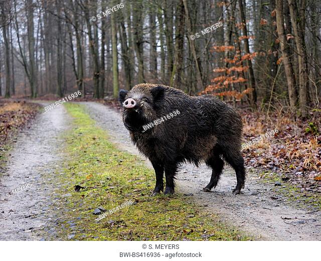 wild boar, pig, wild boar (Sus scrofa), young tusker stands on forest path, Germany, Baden-Wuerttemberg