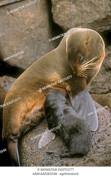 N. Fur Seal nursing Pup (Callorhinus ursinus), St Paul Isl., Pribilofs, AK
