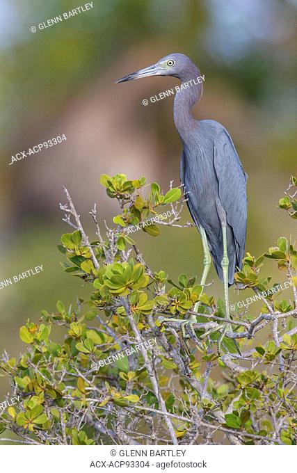 Little Blue Heron (Egretta caerulea) perched on a branch in Cuba