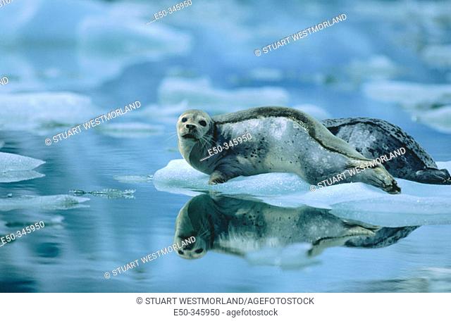 Harbor Seals (Phoca vitulina), mother and pup. Le Conte Glacier, Alaska, USA