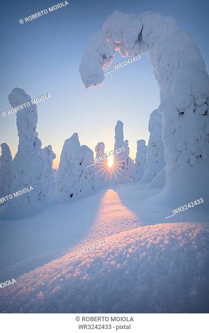 Sunburst on frozen trees at dawn, Riisitunturi National Park, Posio, Lapland, Finland, Europe