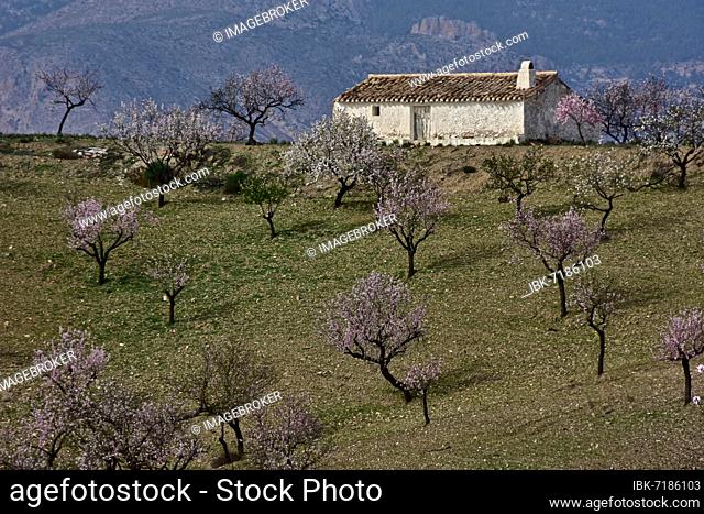 Whitewashed farmhouse with mountain La Muela in almond plantation in front of mountain wall, small farmhouse in hilly landscape, Velez Rubio, Almeria, Andalucia
