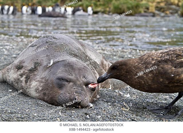 Dead southern elephant seal Mirounga leonina pup being eaten by an Antarctic skua on South Georgia Island in the Southern Ocean  MORE INFO The southern elephant...