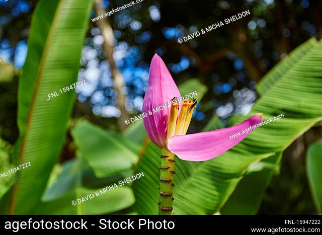 Pink blossom of a banana plant, Musea, Oahu, Hawaii, USA