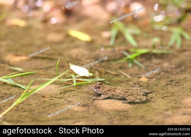 Yellow-bellied toad - Bombina variegata - in its habitat near Munich, Germany