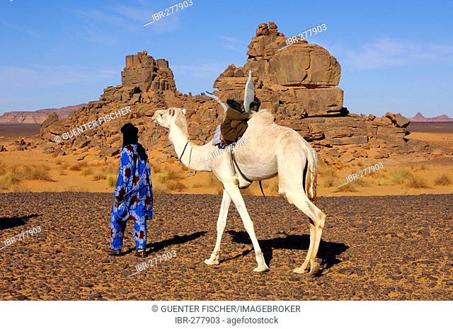 Tuareg nomade with white Mehari dromedary is roaming in the Acacus Mountains, Libya