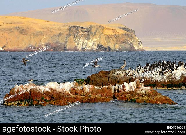 Bird Island in Paracas National Reserve, Paracas, Ica Region, Peru, South America