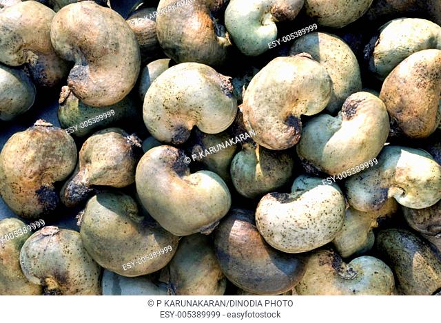 Raw cashew nuts anacardium occidentale ; Kerala ; India 2-May-2009