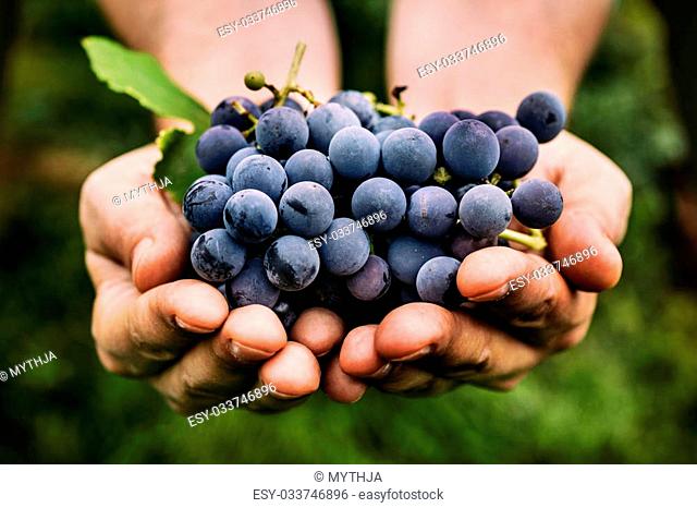 Grapes harvest. Farmers hands with freshly harvested black grapes