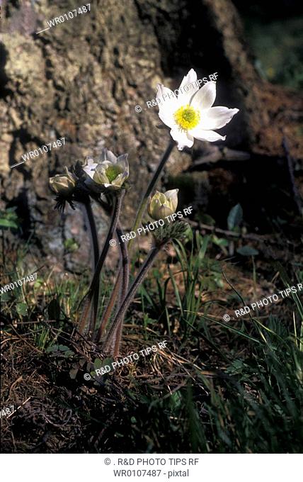 Alpine Pasque Flower -Pulsatilla alpina