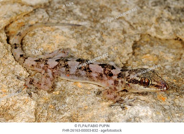Grants Leaf-toed Gecko Hemidactylus granti adult, camouflaged on rock, Socotra, Yemen, march