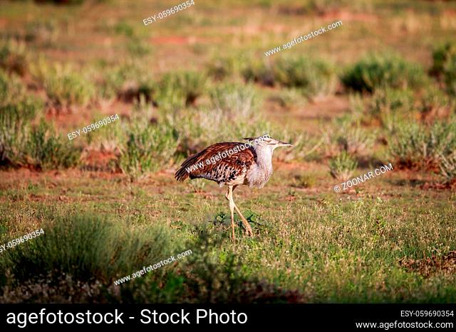 Kori bustard walking in the grass in the Kgalagadi Transfrontier Park, South Africa