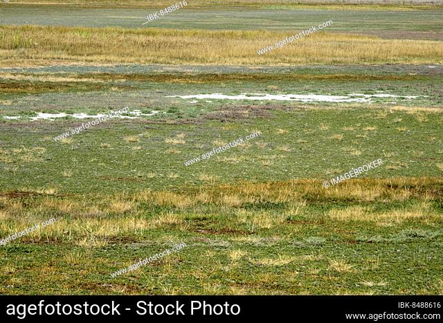 Heavily dried out Darscho or Warmsee, Lake Neusiedl-Seewinkel National Park, Burgenland, Austria, Europe