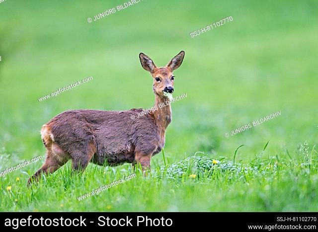 Western Roe Deer (Capreolus capreolus). Pregnant doe in rain, browsing on a meadow. Germany