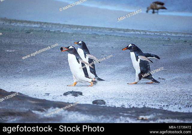 Gentoo Penguins (Pygocelis papua) walking on the beach, Sea Lion Island, Falkland Islands, South America