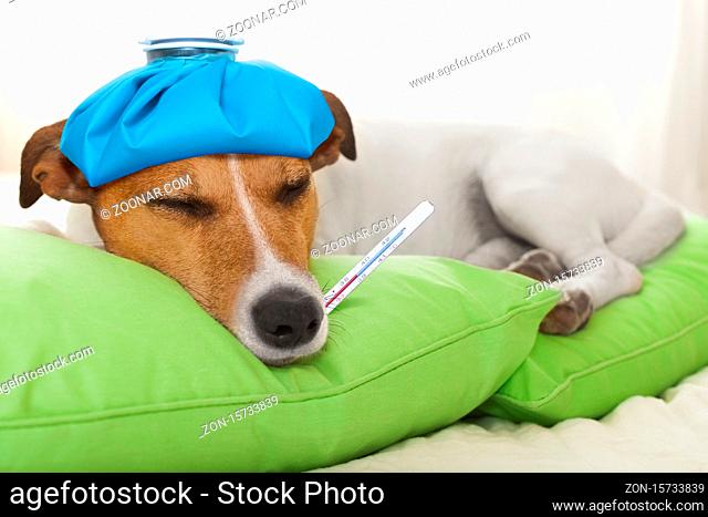 sick and ill jack russell dog resting having a siesta on bed,  tired and sleepy with fever thermometer