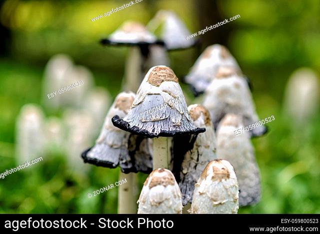 shaggy ink caps in a forest in autumn