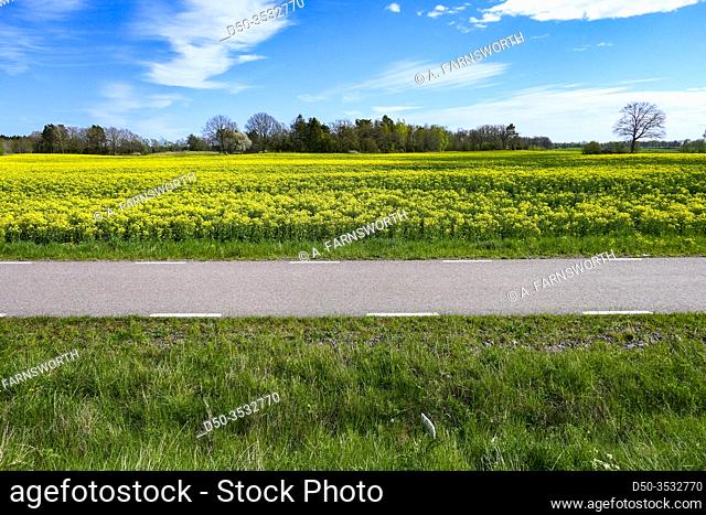 Vastervik, Sweden A bike path amidst the rapeseed fields,