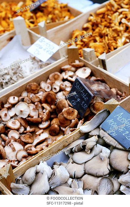 Various mushrooms in crates at a market