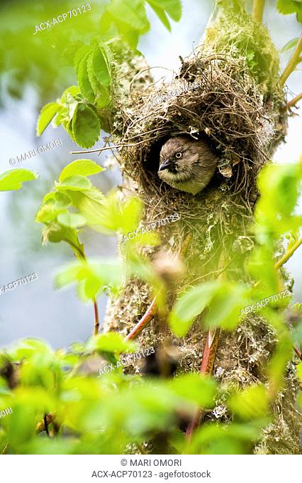 A bushtit peers out from its nest in a park on Vancouver Island, BC