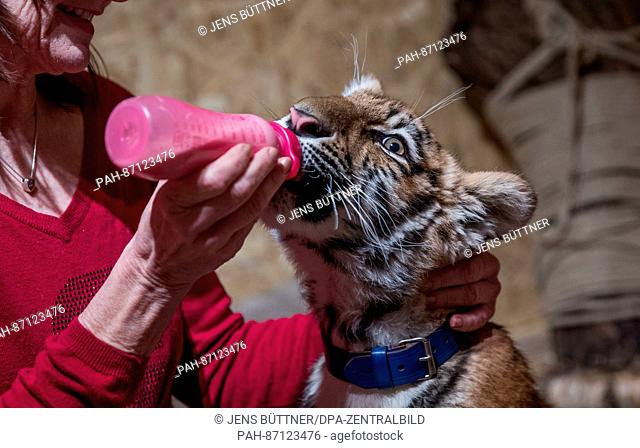 Elsa the 4-month-old Siberian tiger cub drinks from a bottle held by her foster mother Monica Farell at the Farell family home in Luebeck, Germany