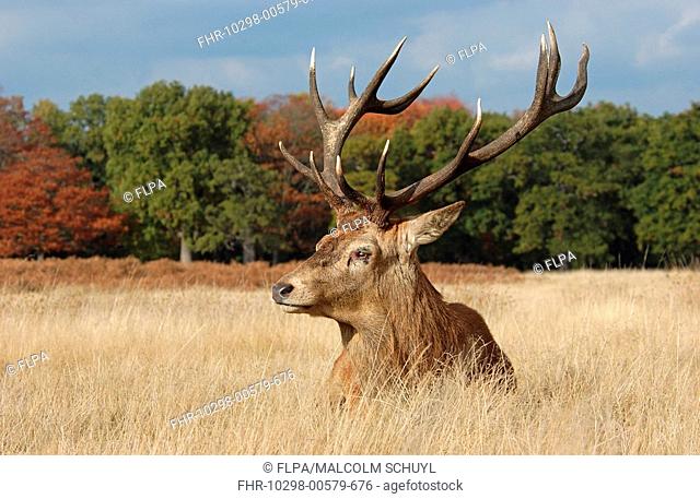 Red Deer Cervus elaphus stag, resting in long grass, England, autumn