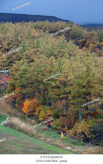 High Angle View of Trees in Mount Adatara-Yama