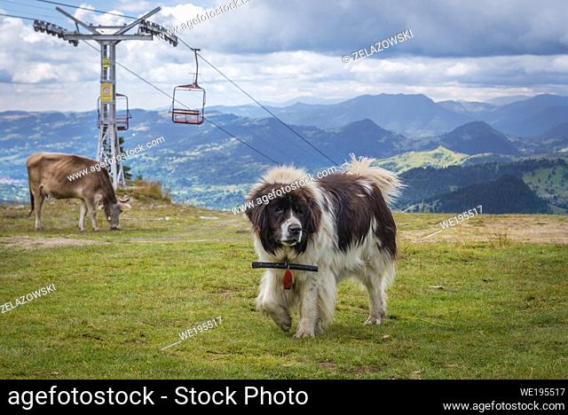 St Bernard dog next to station of cable car in Borsa resort in Rodna Mountains, located in Maramures County of northern Romania