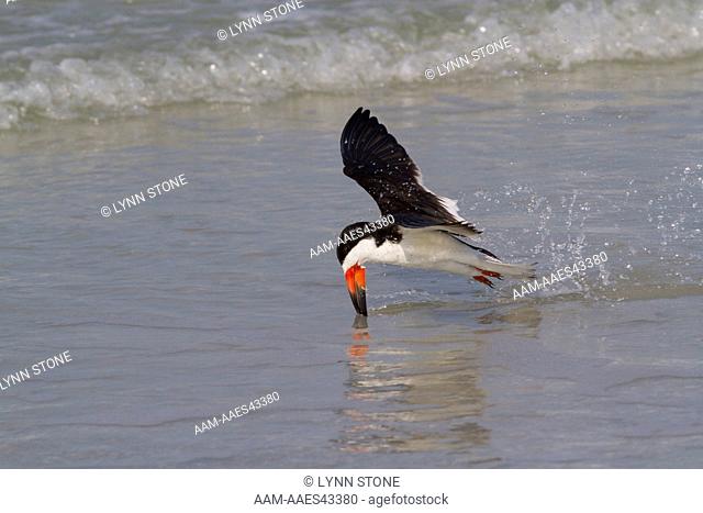 Black Skimmer (Rynchops niger) flying along surf edge, dragging lower (longer) bill (mandible) through water in characteristic feeding mode whereby the lower...
