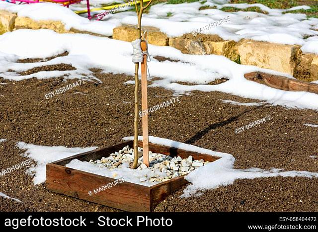 Annual fruit tree seedling in the garden in early spring