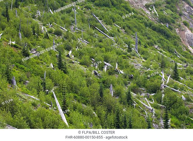 Regenerating forest amongst remains of dead trees killed by volcanic eruption, Spirit Lake, Mount St Helens N P , Washington State, U S A