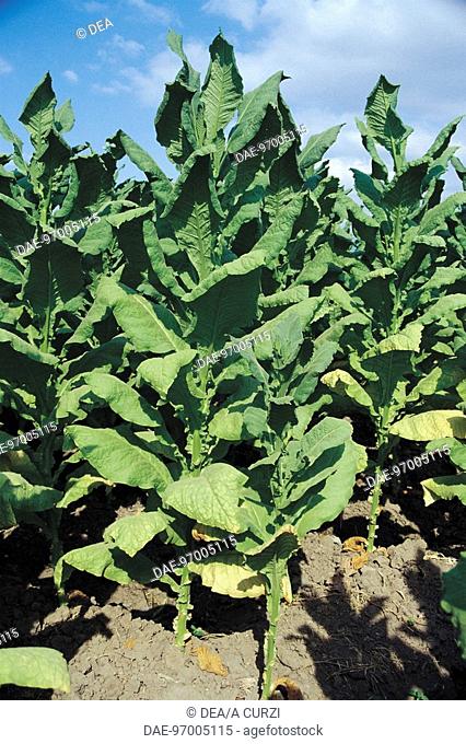 Botany - Solanaceae. Cultivated tobacco (Nicotiana tabacum)