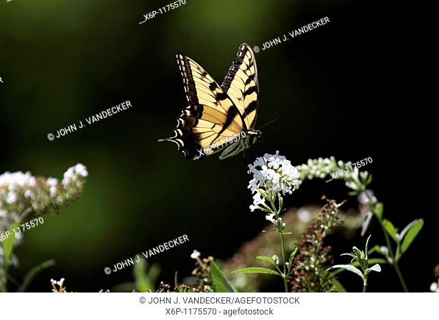A Tiger Swallowtail Butterfly, Papilio glaucus, feeding on a white flower, New Jersey, USA, North America