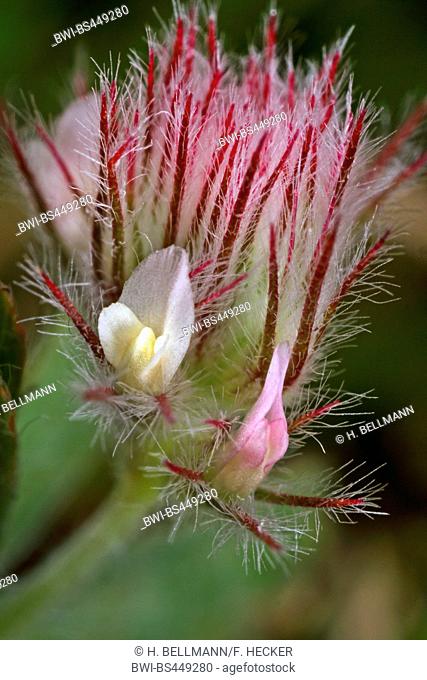 rabbit-foot clover, stone clover, hares-foot clover (Trifolium arvense), flowers, Germany
