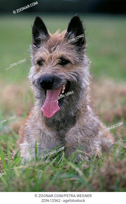 Belgian Shepherd, Laekenois  /  Belgischer Schaeferhund, Laekenois  /  [Schäferhund, animals, Saeugetiere, mammals, Haushund, domestic dog, Haustier, Heimtier