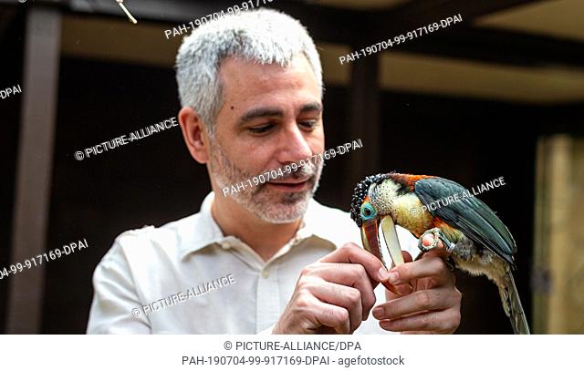 24 June 2019, Lower Saxony, Walsrode: Javier Gimeno, managing director of Weltvogelpark Walsrode, holds a Krauskopfarassari in his hands