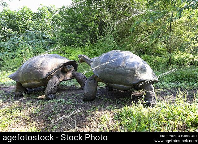 The most biggest turtle in the world. Galapagos giant tortoise, Chelonoidis niger. Galapagos Islands. Santa Cruz island. (CTK Photo/Ondrej Zaruba)