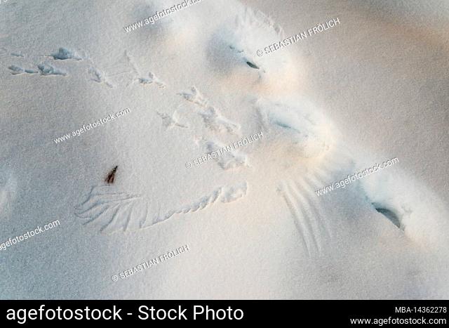 A raven landed in the snow and ran away - leaving an imprint of itself