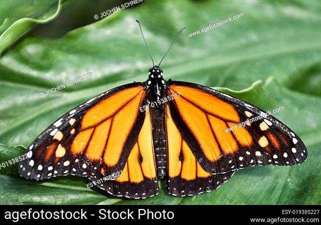 Schmetterling Danaus Plexippus