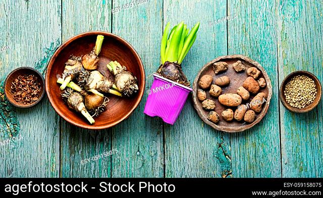 Hyacinth sprout, plant seeds and garden tools.Spring garden concept