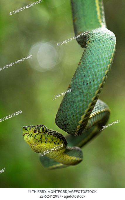 Bothriopsis bilineata. Green jararaca. Tree Viperid. Venomous Snake (solenoglyph) mostly nocturnal. Behaviour varies according to the specimen