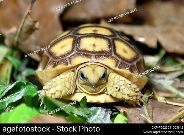 African spurred tortoise (Centrochelys sulcata) hatchling pictured on March 10, 2023, at the Zlin Zoo, Czech Republic. (CTK Photo/Dalibor Gluck)