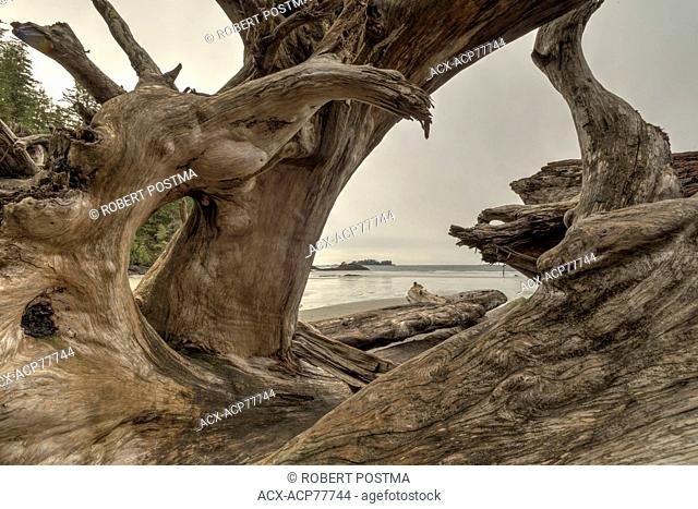 Looking through a large tree that has washed up on the shores of Florencia Bay, Pacific Rim National Park, British Columbia, Canada