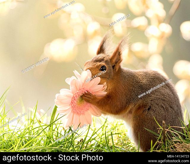 red squirrel is holding a pink daisy