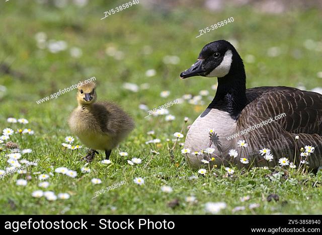 Adult Canada Goose -Branta canadensis with Gosling