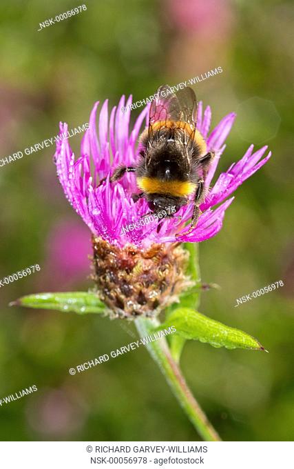Buff-tailed Bumblebee (Bombus terrestris) extracting nectar from Creeping Thistle (Cirsium arvense) flower head, United Kingdom, Devon, Orley Common