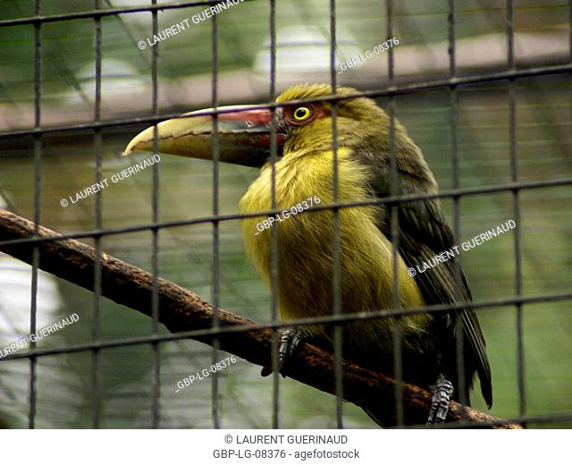 Bird, Araçari-banana, OiseauxFoz, Foz Iguaçu, Brazil